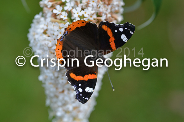 Red Admiral, Vanessa atalanta