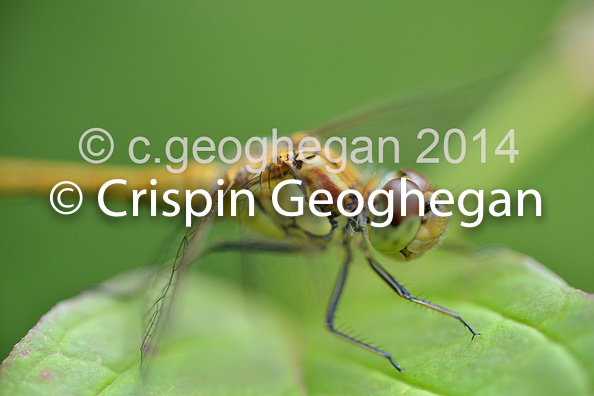 Common Darter, Sympetrum striolatum (female)