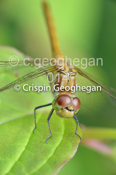 Common Darter, Sympetrum striolatum (female)