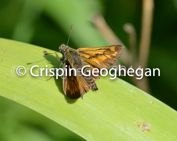 skipper