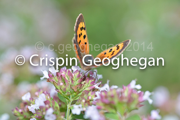 Common Copper (Lycaena phlaeas)