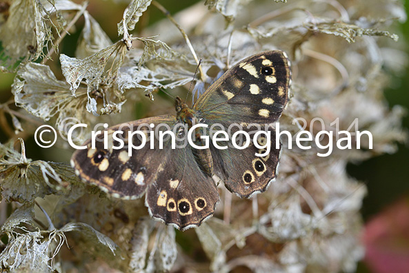 Speckled Wood Butterfly, Pararge aegeria