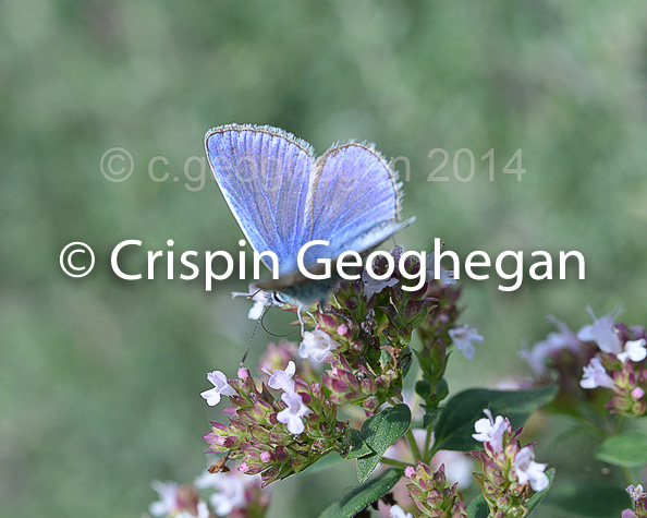 Feeding Common Blue Polyommatus icarus  (male)