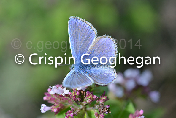 Common Blue Polyommatus icarus  (male)