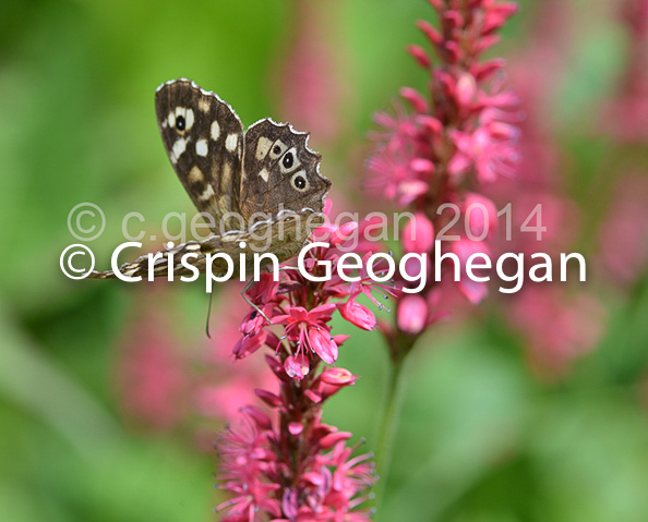 Speckled Wood Butterfly, Pararge aegeria