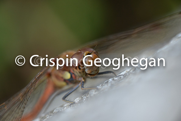 Common DarterSympetrum striolatum (male)