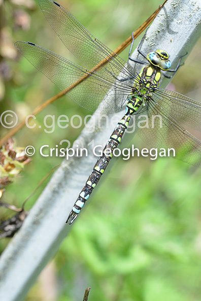 Southern Hawker Aeshna cyanea (male) 