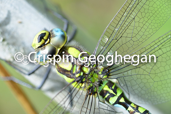 Southern Hawker Aeshna cyanea (male) 