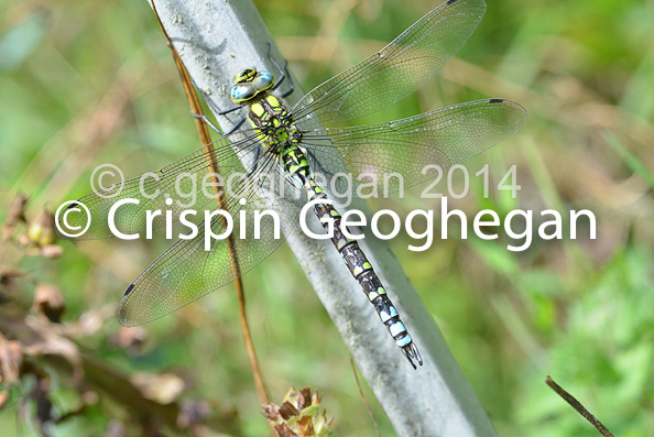 Southern Hawker Aeshna cyanea (male) 