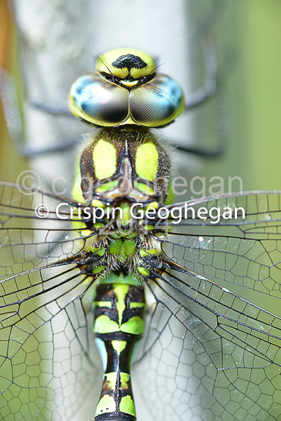 thorax and wing detail, Aeshna cyanea, Southern Hawker (male) 