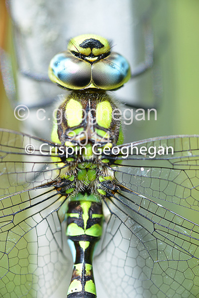 Southern Hawker Aeshna cyanea (male) 