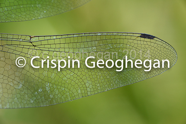 wing detail, Aeshna cyanea, Southern Hawker (male)