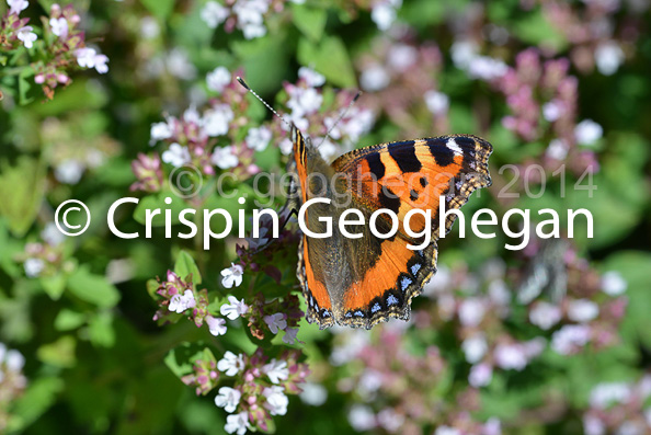 small tortoiseshell,  Aglais urticae