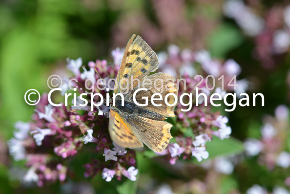 Common Copper (Lycaena phlaeas)