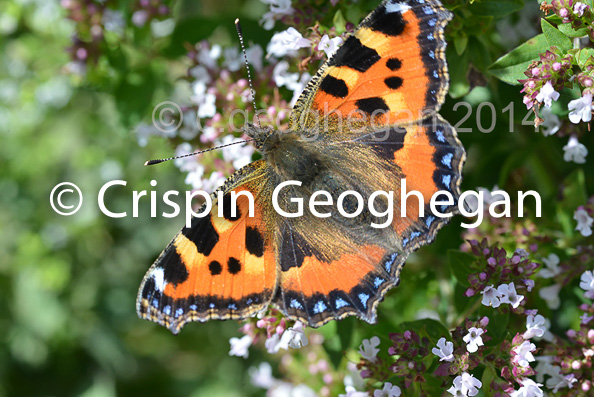 small tortoiseshell,  Aglais urticae