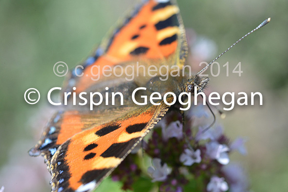 eye detail, small tortoiseshell,  Aglais urticae feeding on majoram and origano in Cornwall