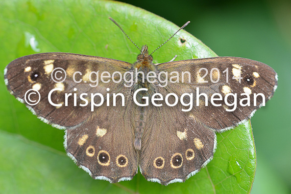 Speckled Wood, Pararge aegeria