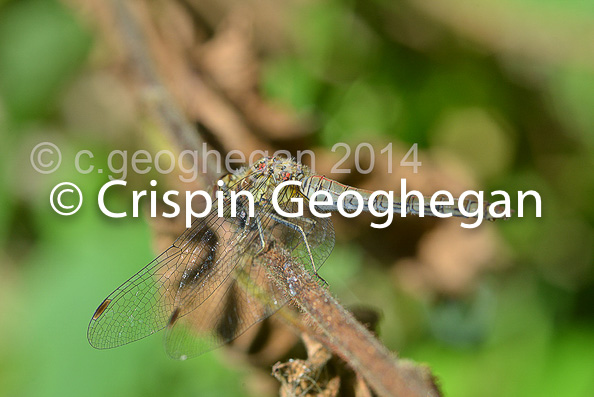 Common Darter Sympetrum striolatum (female)