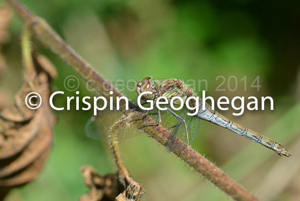 Common Darter Sympetrum striolatum (female)