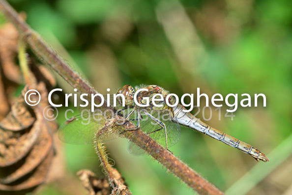 Common Darter Sympetrum striolatum (female)