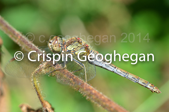 Common Darter Sympetrum striolatum (female)