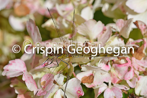 Common Darter Sympetrum striolatum (female)