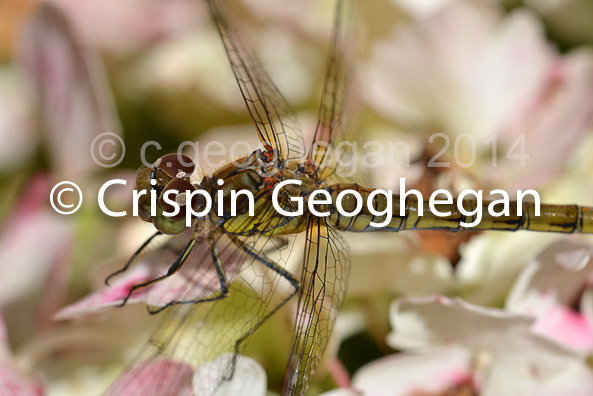 Common Darter Sympetrum striolatum (female)