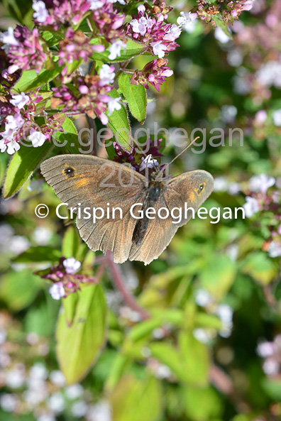 Meadow Brown, Maniola jurtina