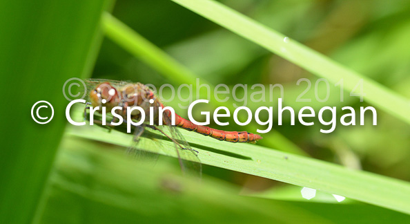 Common DarterSympetrum striolatum (male)