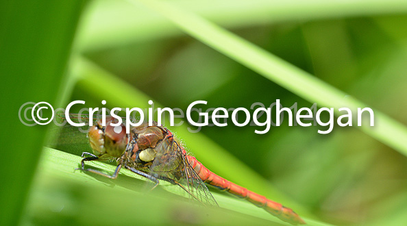 Common DarterSympetrum striolatum (male)