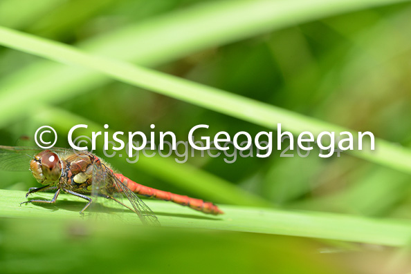 Common DarterSympetrum striolatum (male)