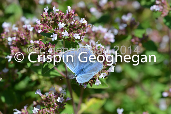 Common Blue (Polyommatus icarus)