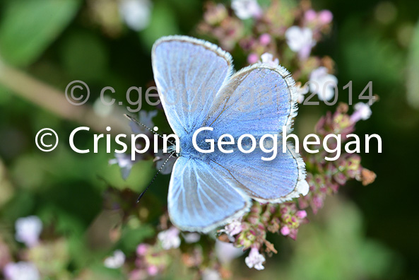 Common Blue (Polyommatus icarus)