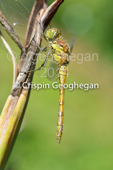 Common DarterSympetrum striolatum (female)