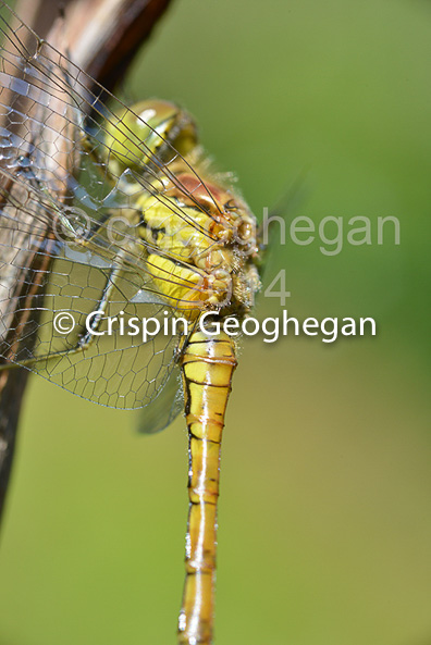 Common DarterSympetrum striolatum (female)