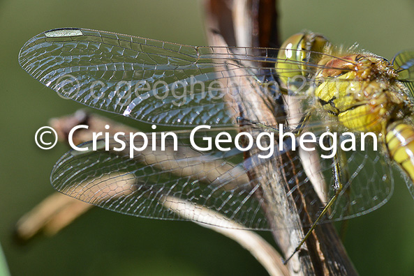 Common DarterSympetrum striolatum (female)