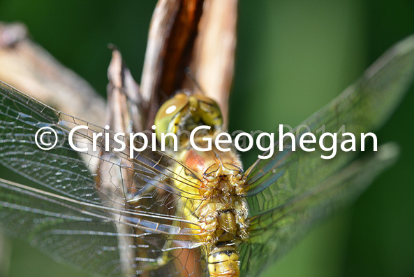 Common DarterSympetrum striolatum (female)