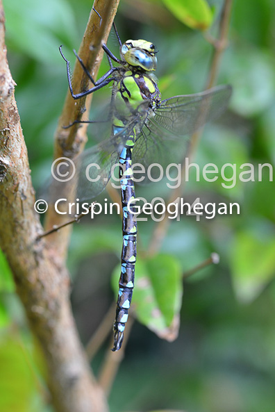 Southern Hawker Aeshna cyanea (male) 