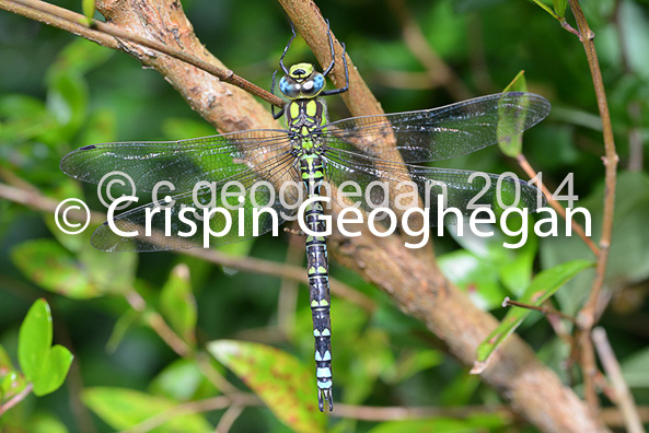 Southern Hawker Aeshna cyanea (male) 