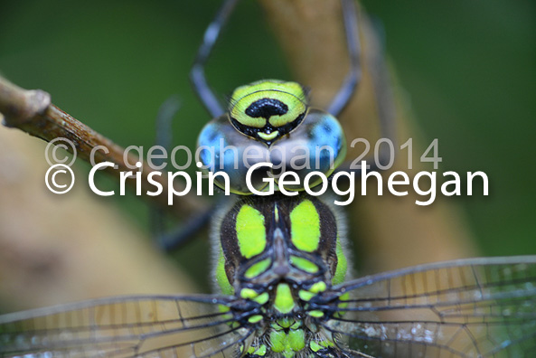 Southern Hawker Aeshna cyanea (male) 