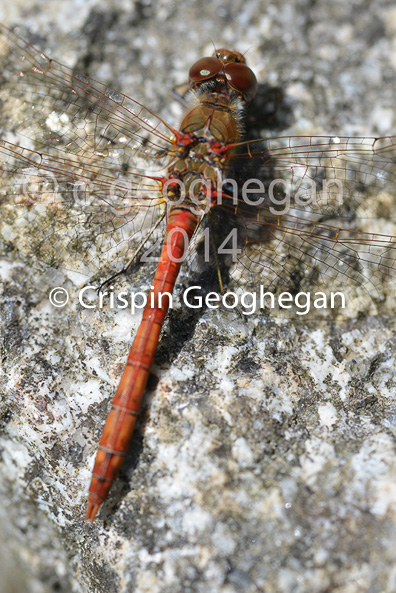 Common DarterSympetrum striolatum (male)