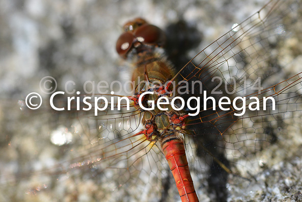 Common DarterSympetrum striolatum (male)