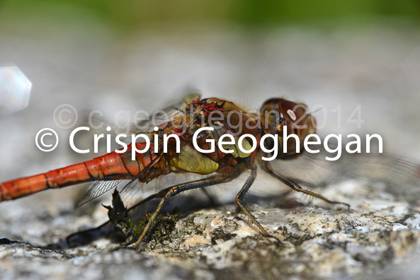 Common DarterSympetrum striolatum (male)