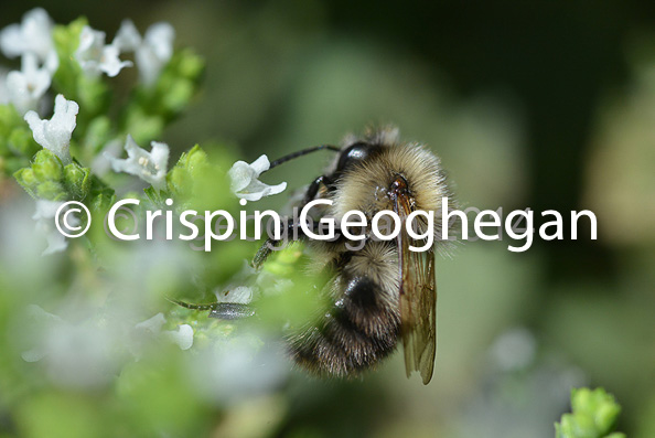 Bombus sylvestris, Forest Cuckoo Bumblebee   Cornwall;