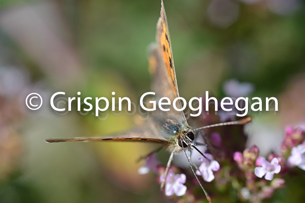 little copper, Lycaena philaeas