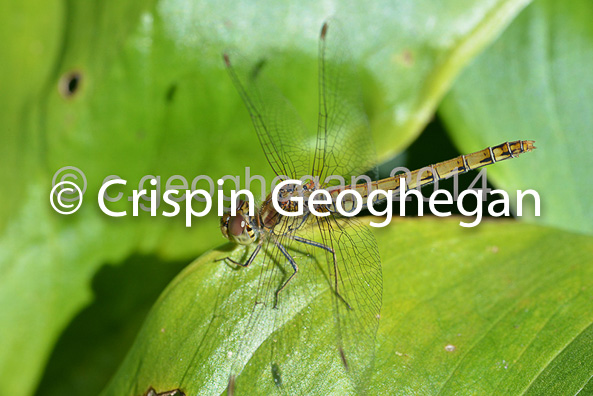 Common Darter  Sympetrum striolatum (female) 