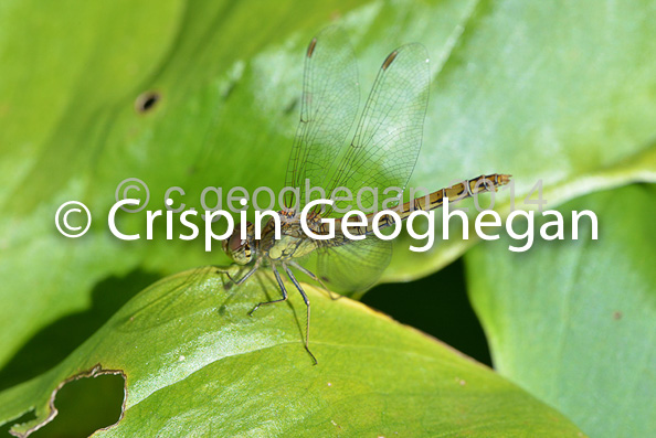 Common Darter  Sympetrum striolatum (female) 