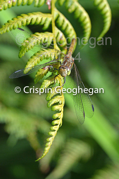 Common Darter  Sympetrum striolatum (female) 