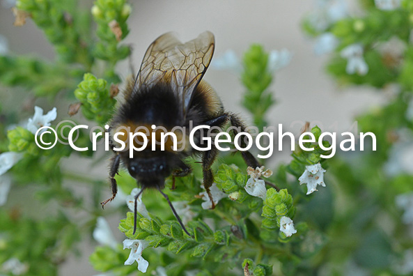 Buff tailed bumblebee, bombus terrestris