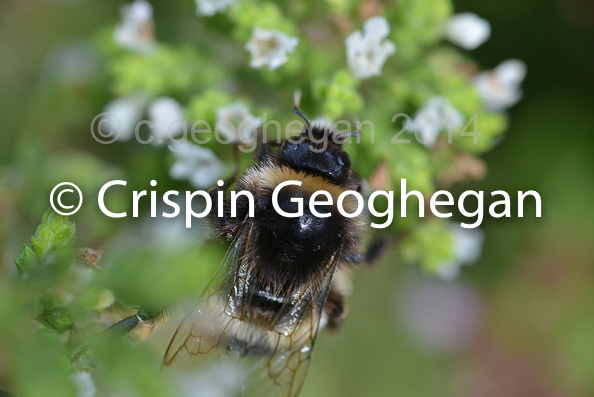 Buff tailed bumblebee - bombus terrestris,  worker